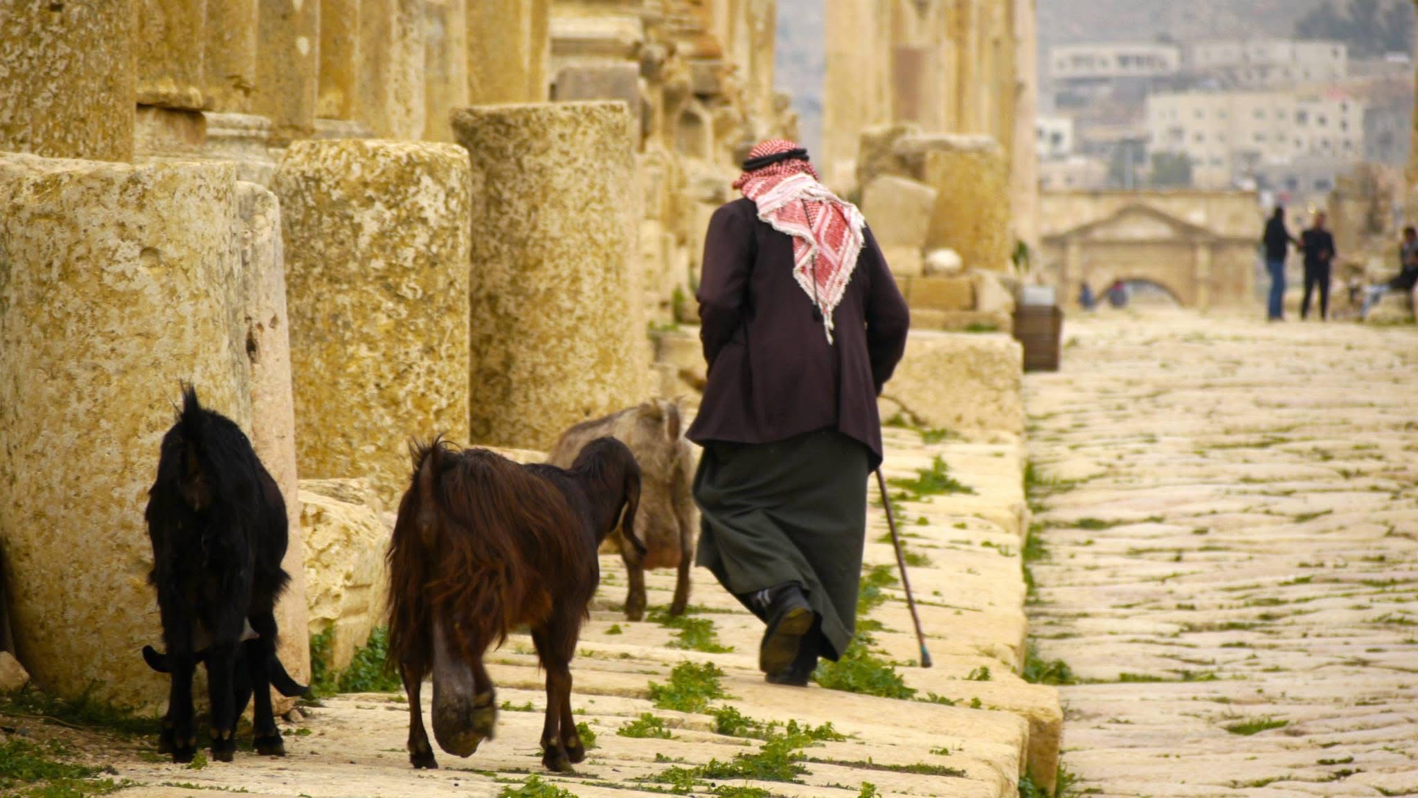 Down the cardo, three goats following