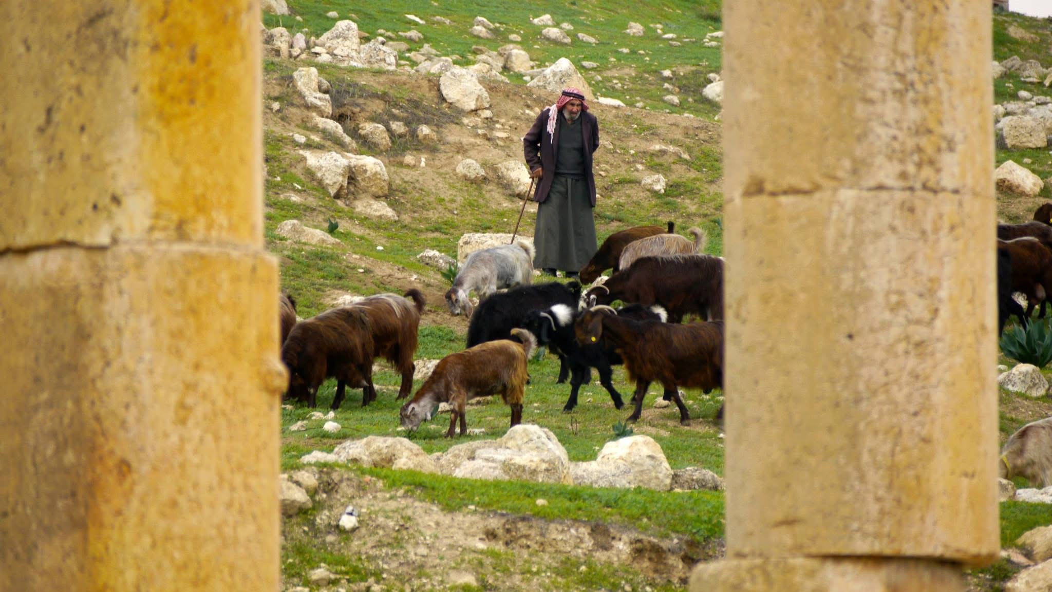 Goats before the Oval Plaza