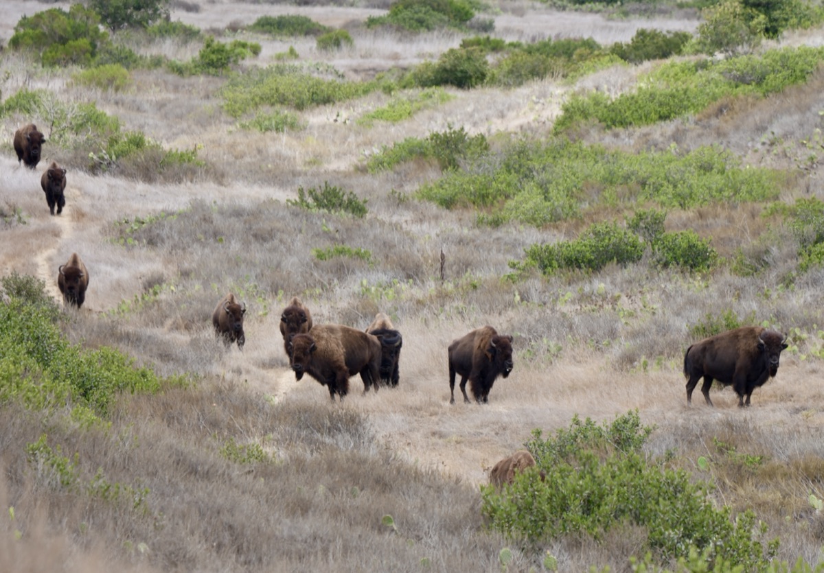 The Herd on the Ridge