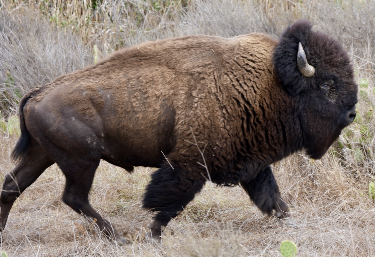Two bison closing on each other