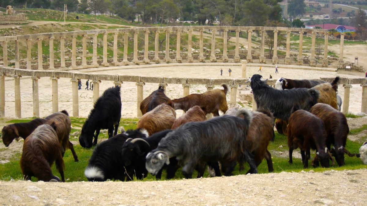 Grazing the slope below the forum